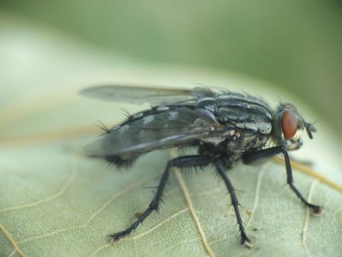 Sarcophaga sp.